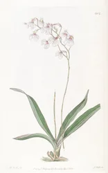 Ionopsis utricularioides_